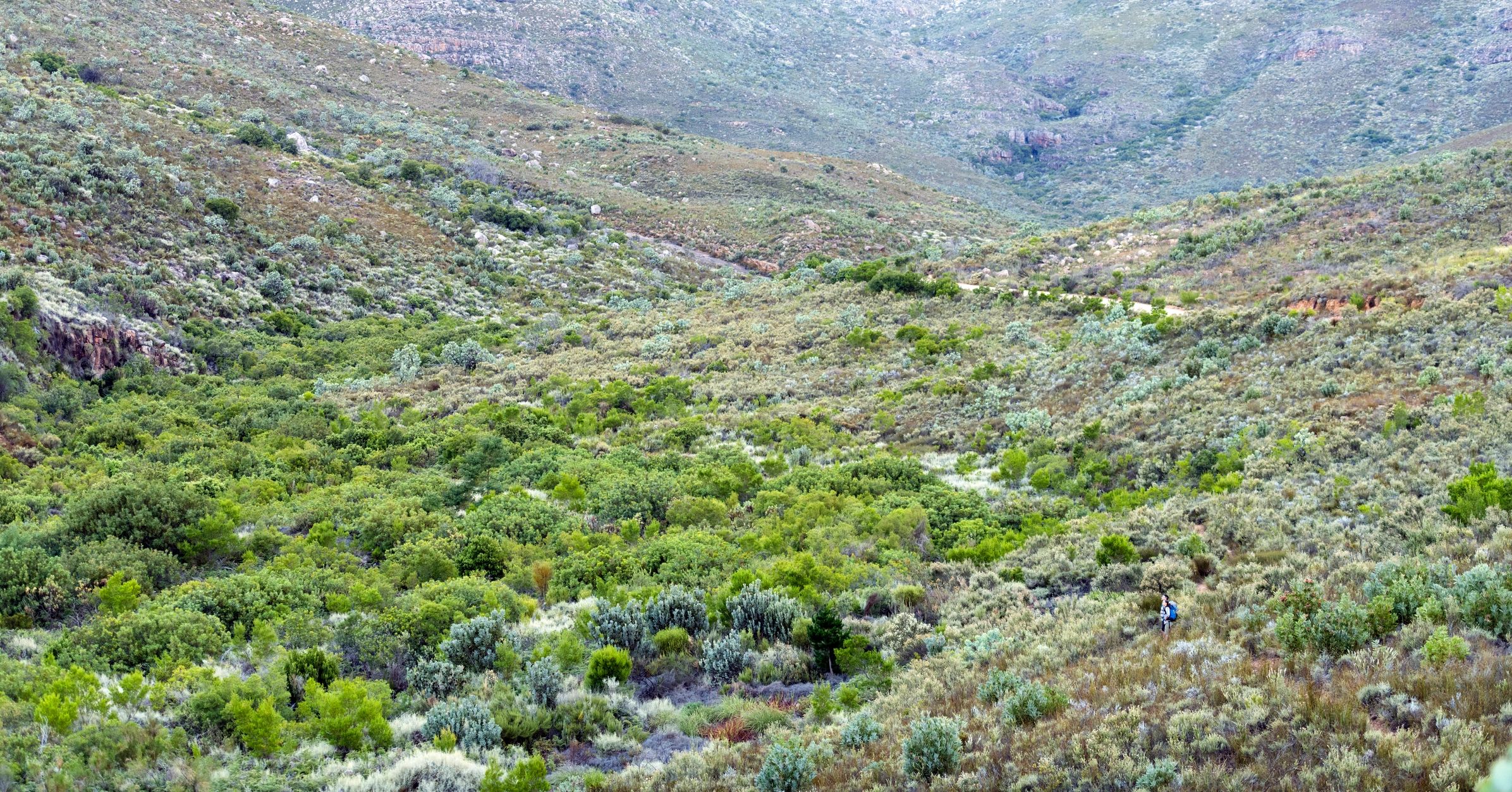 Wide valley landscape with fynbos vegetation