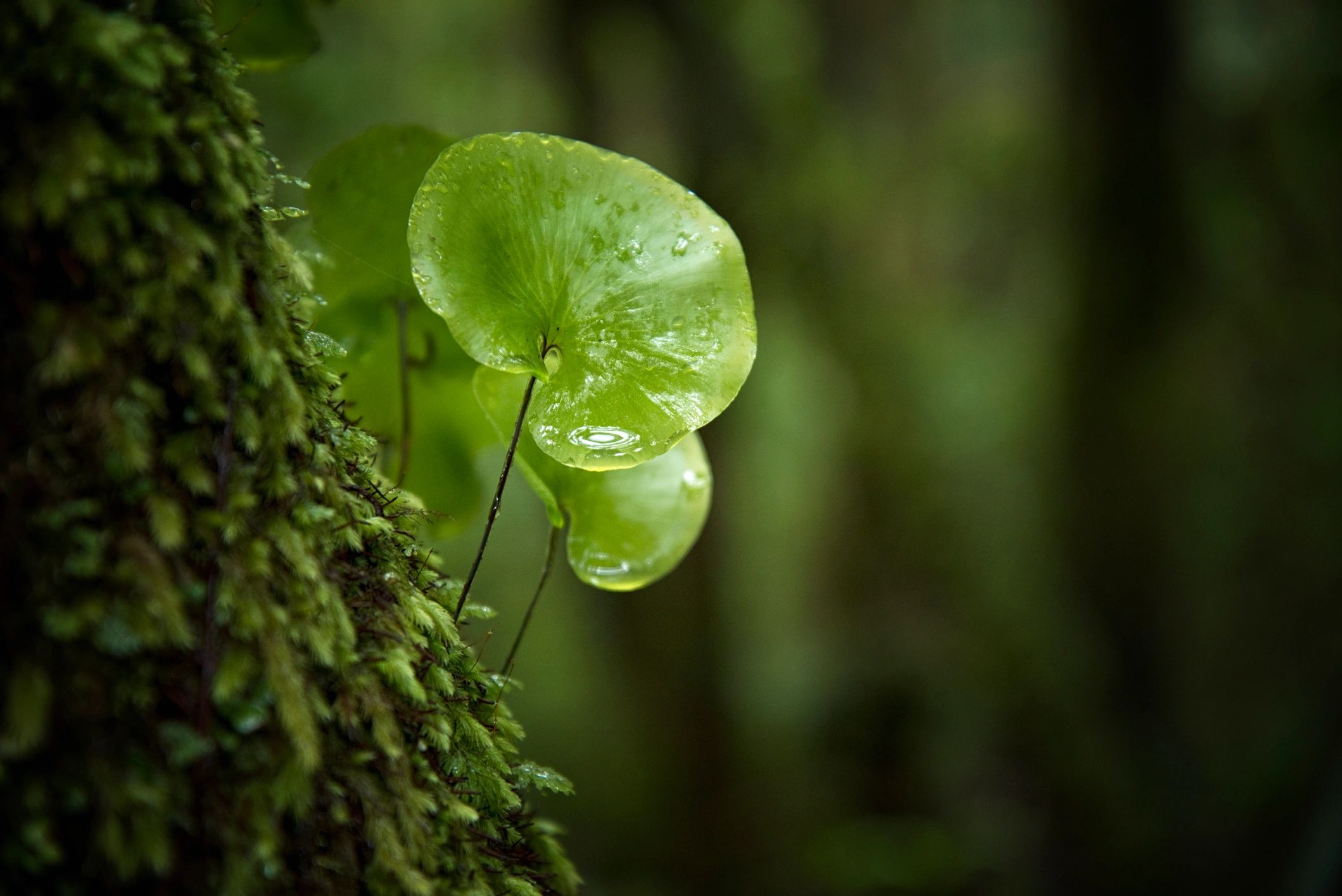 Close-up of ferns and mosses on a tree trunk in rainy forest