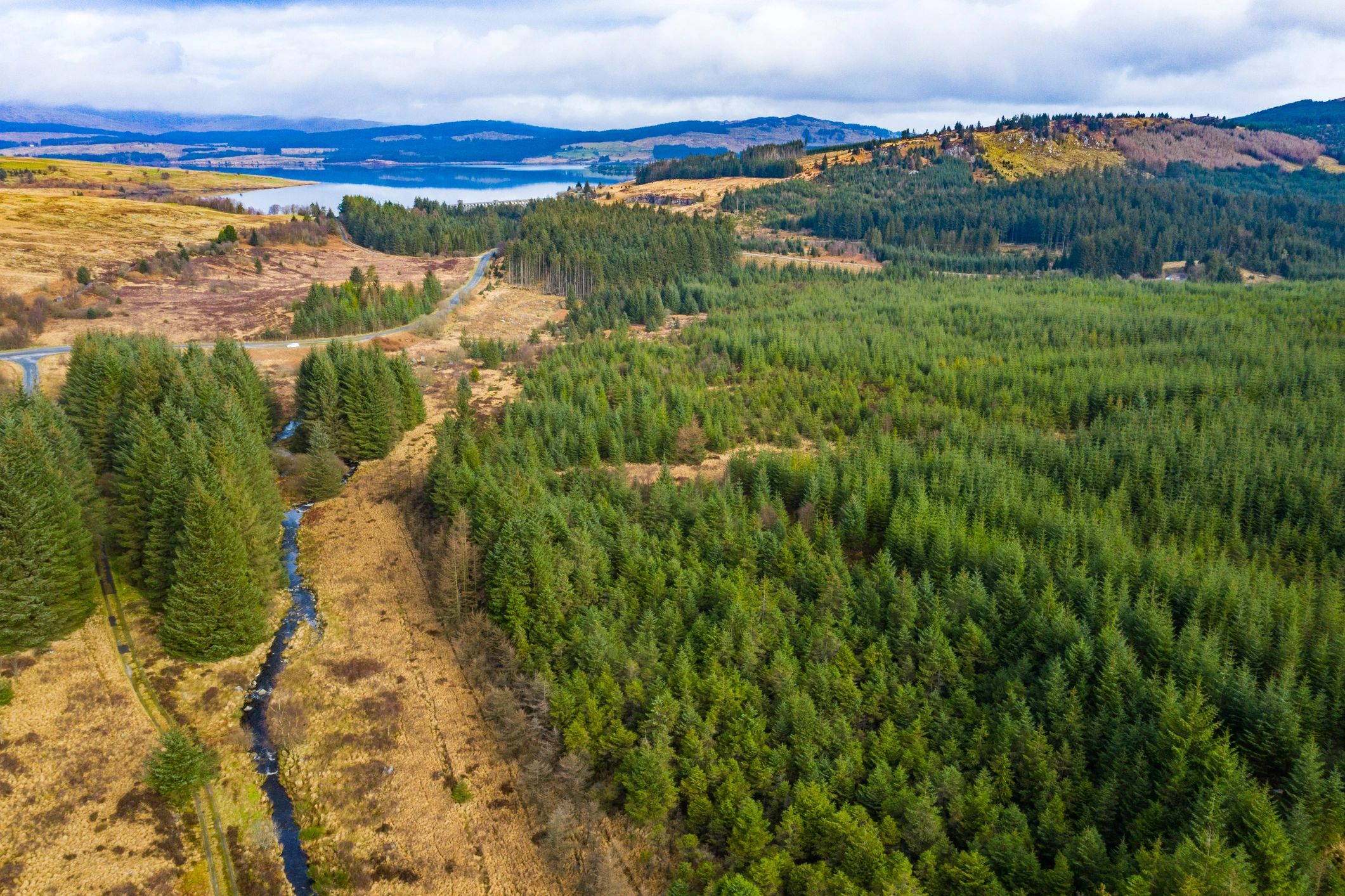 Aerial view of forest landscape representing biodiversity research resources