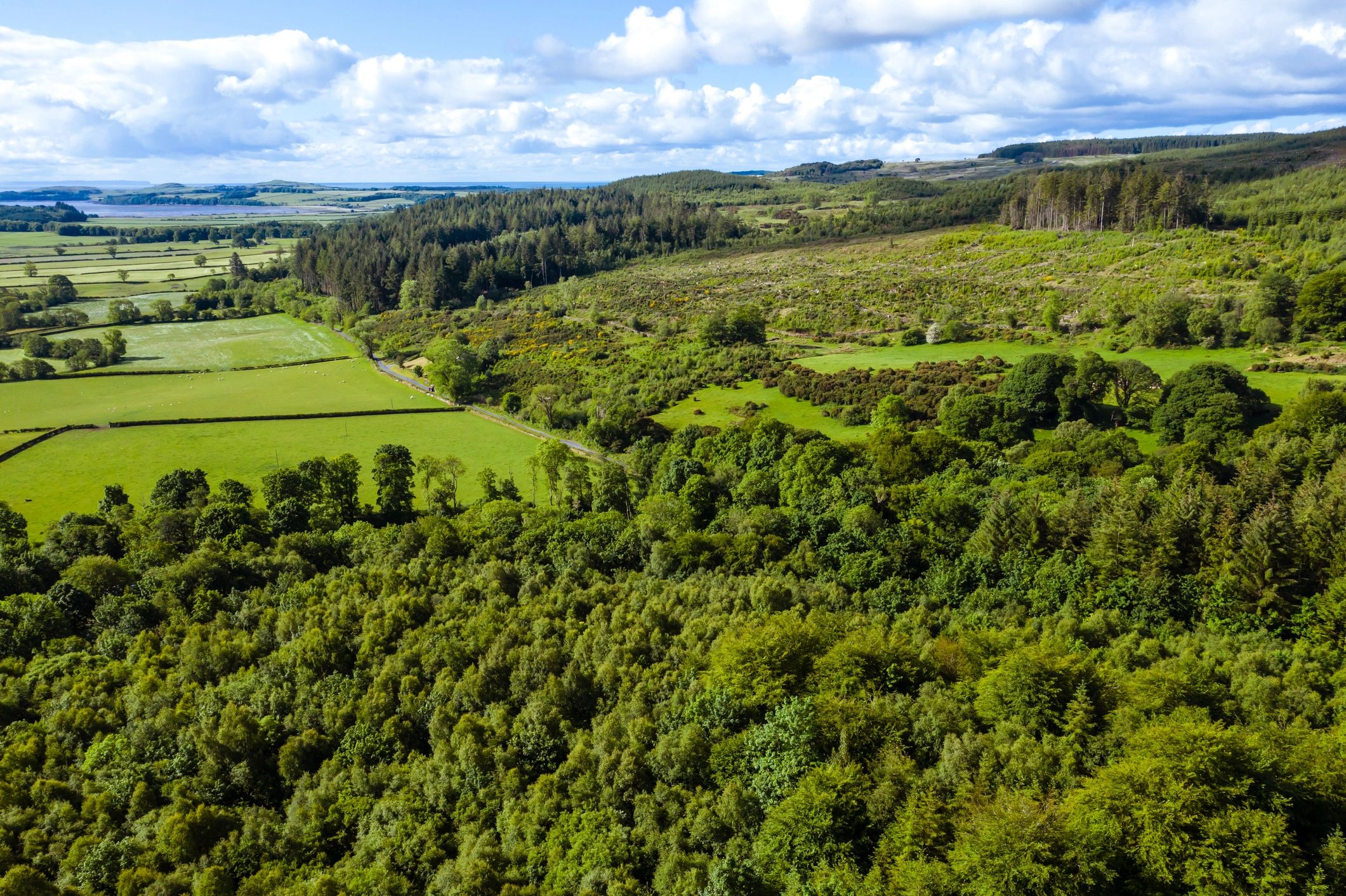 Aerial view of woodland in rural Scotland