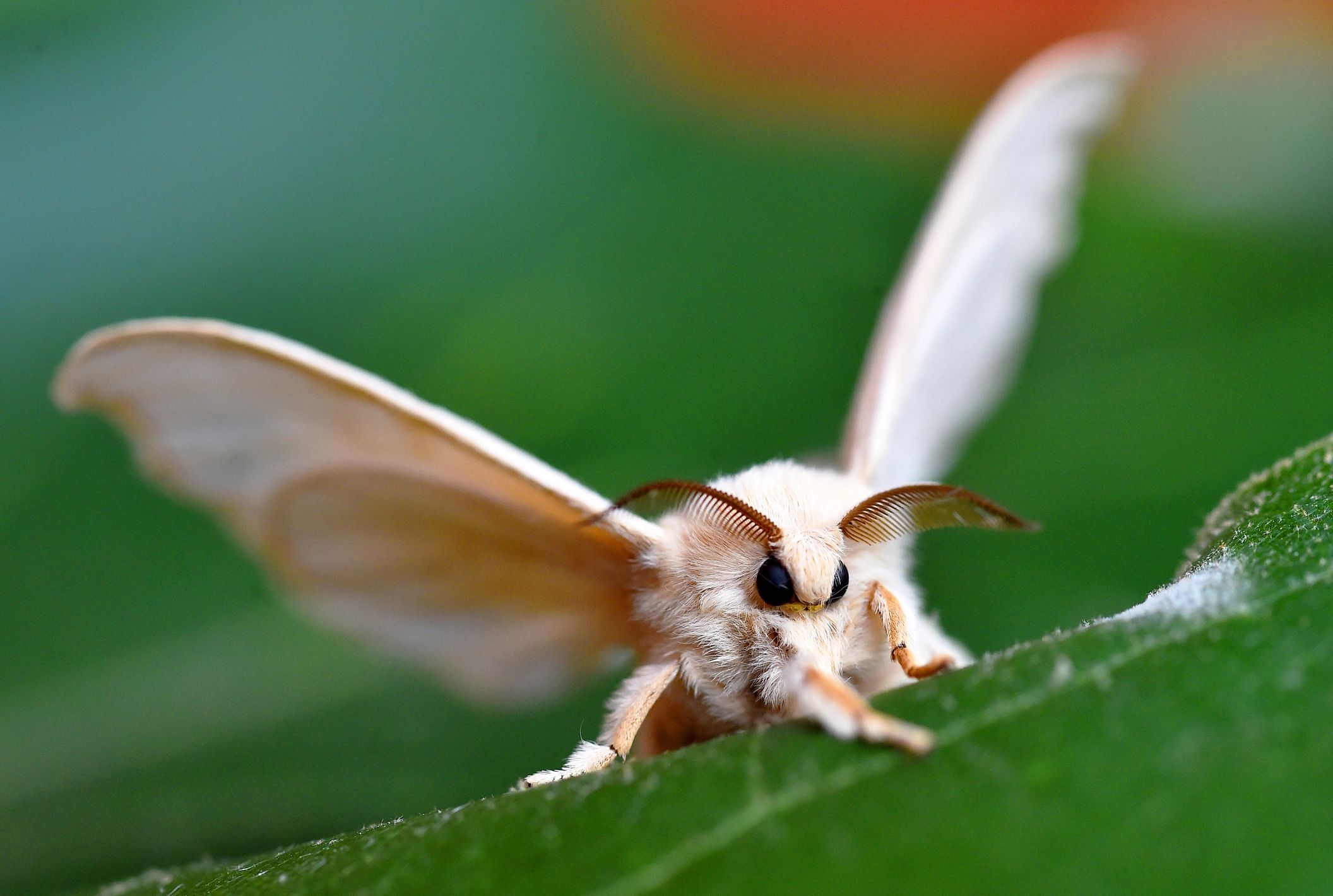 Silkworm butterfly on a green leaf