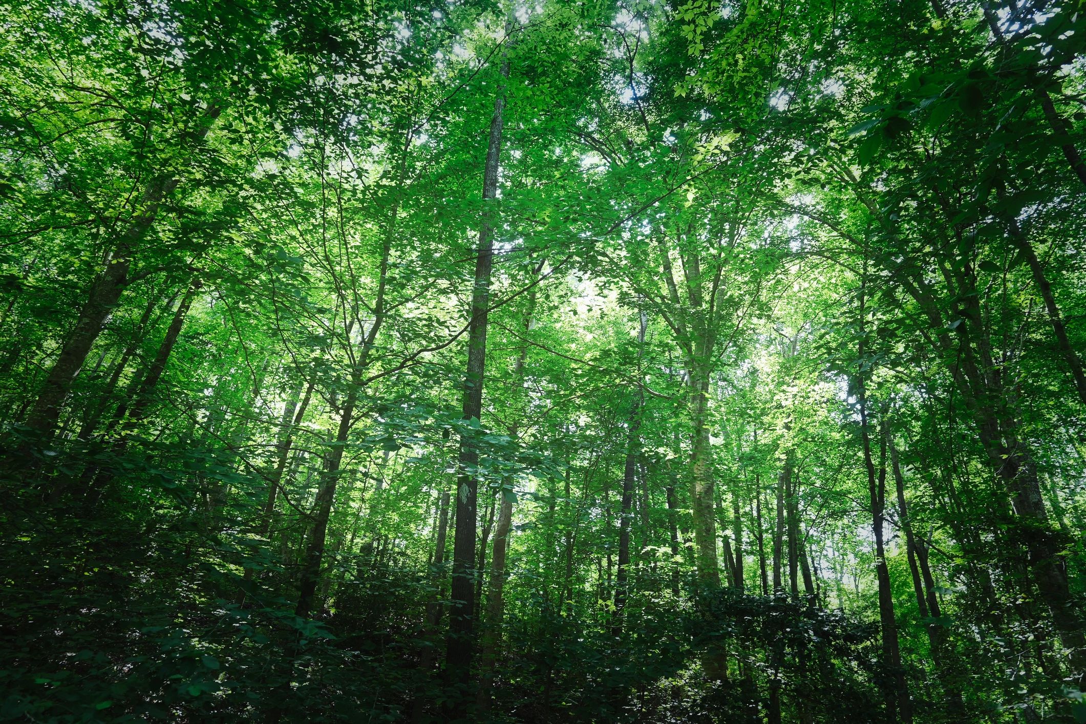Summer forest canopy representing ecological research landscapes