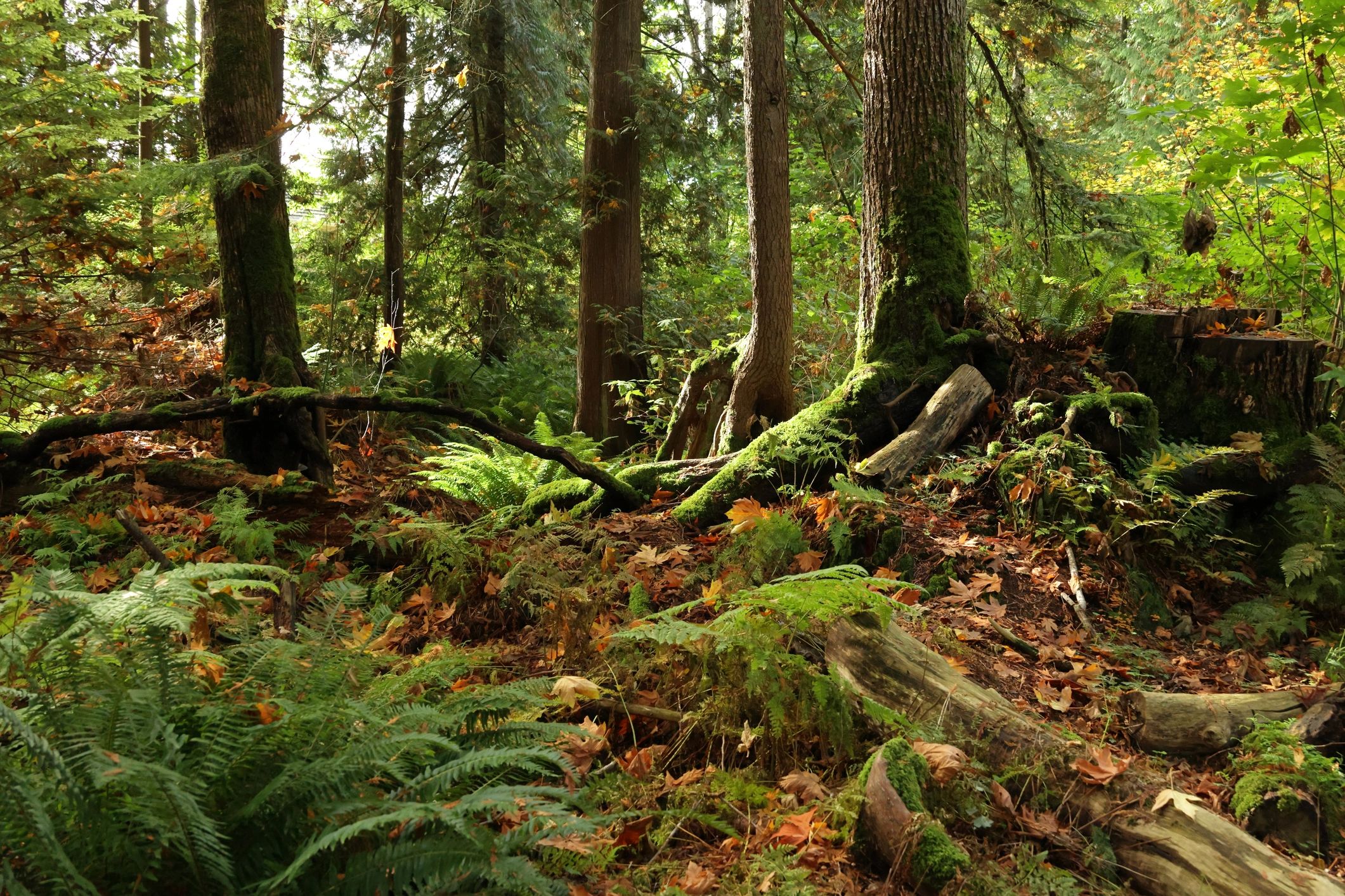 Forest floor with ferns and moss