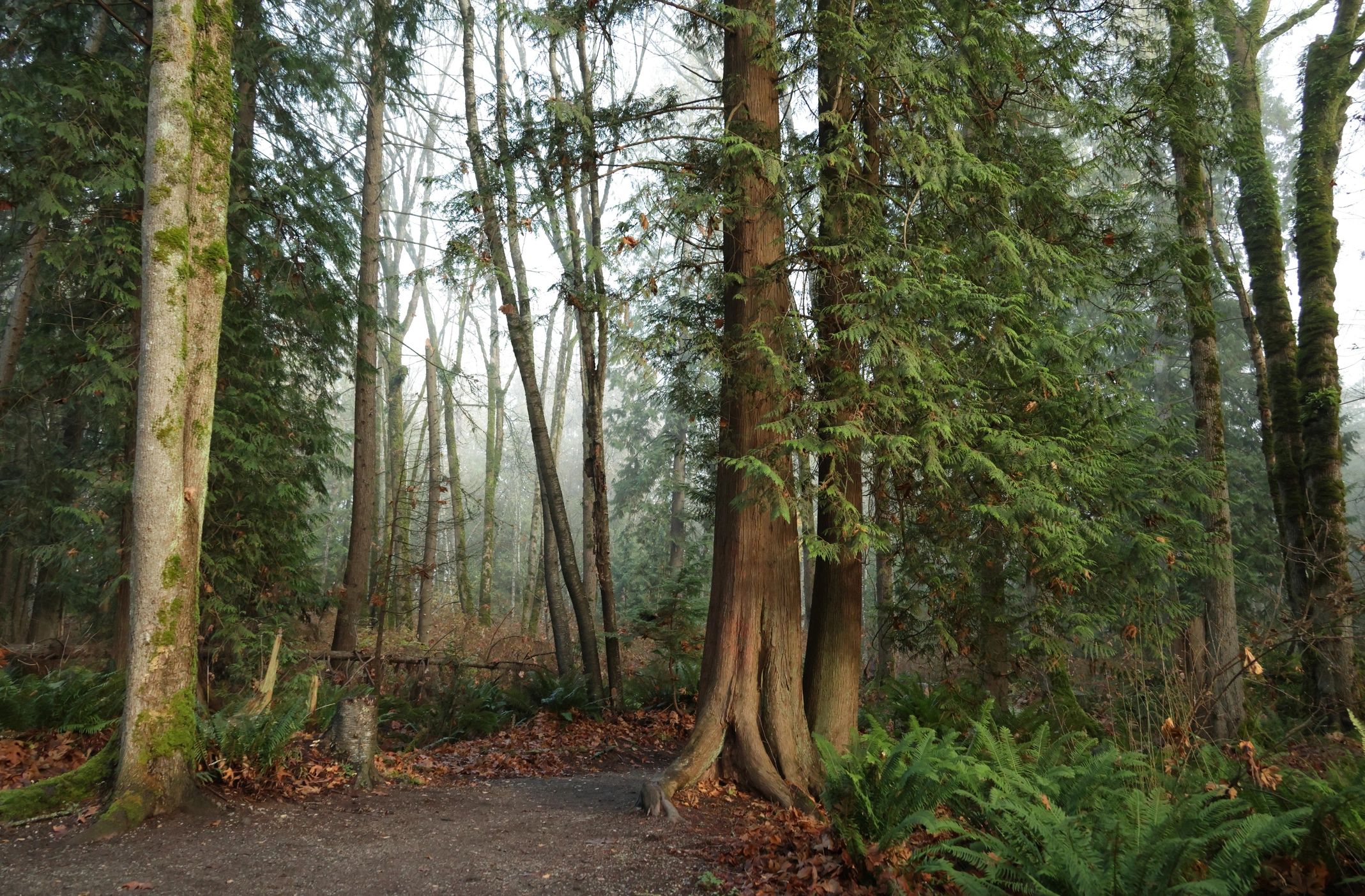 Forest path in a misty woodland