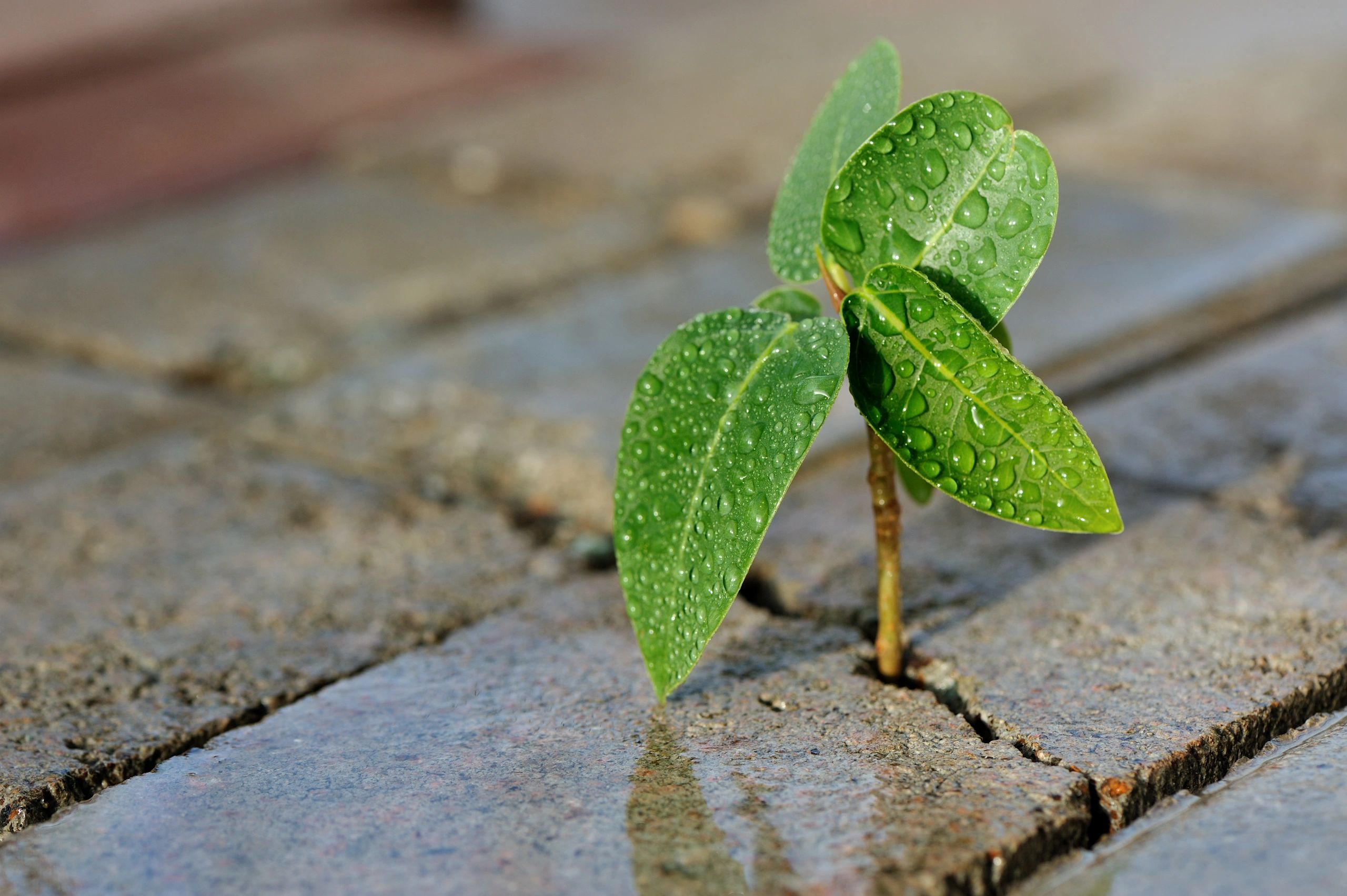 Plant growth close-up representing resilience in natural systems