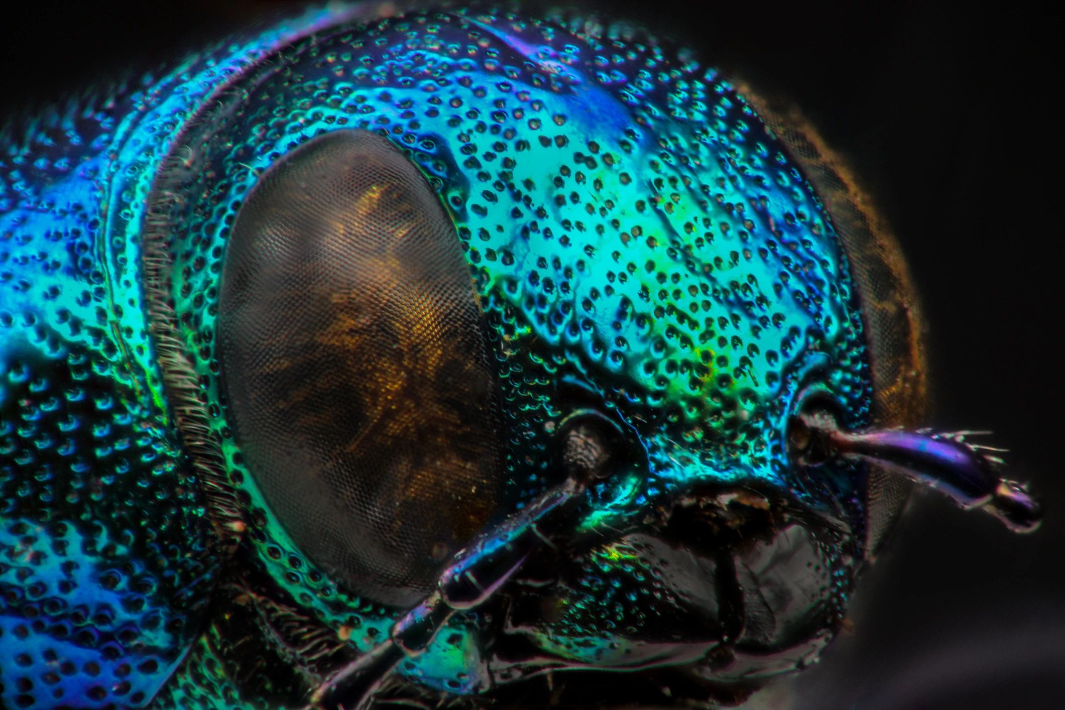 Extreme macro portrait of a jewel beetle