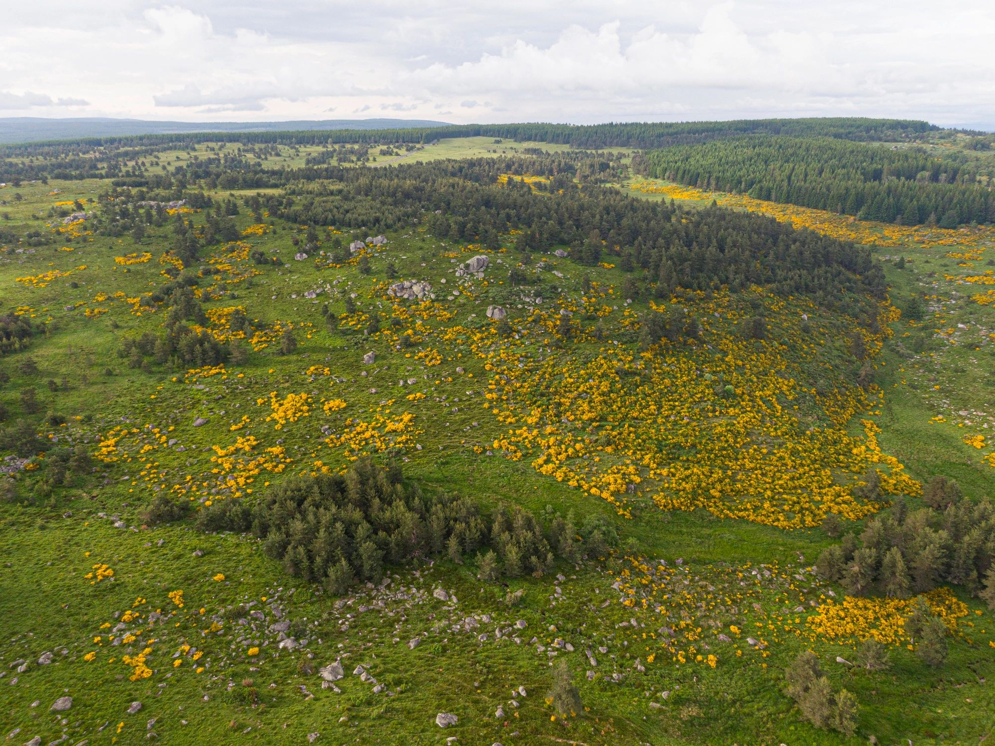 Mountain landscape with yellow flowers in bloom