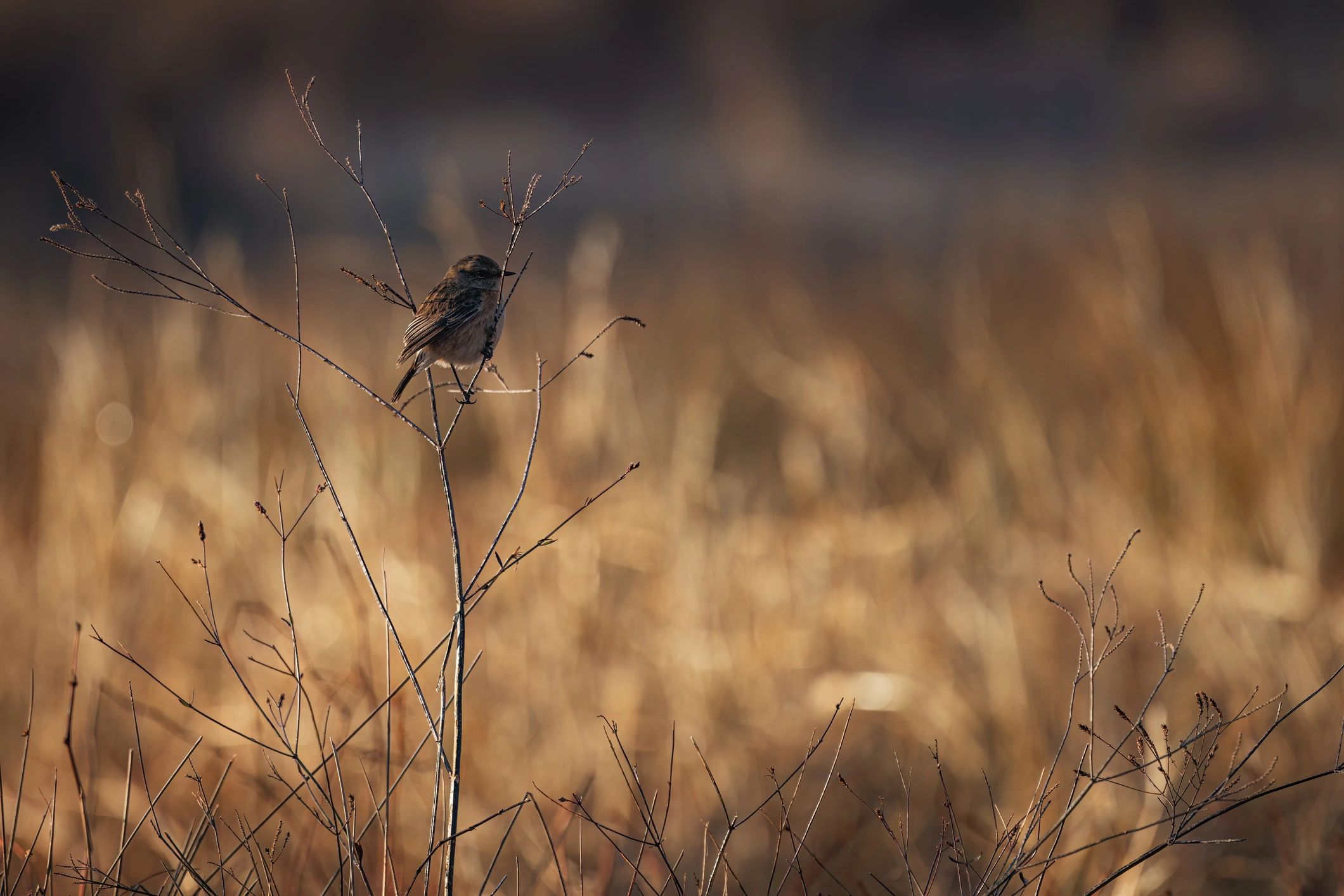 Small bird perched on a dry grass stem in grassland habitat
