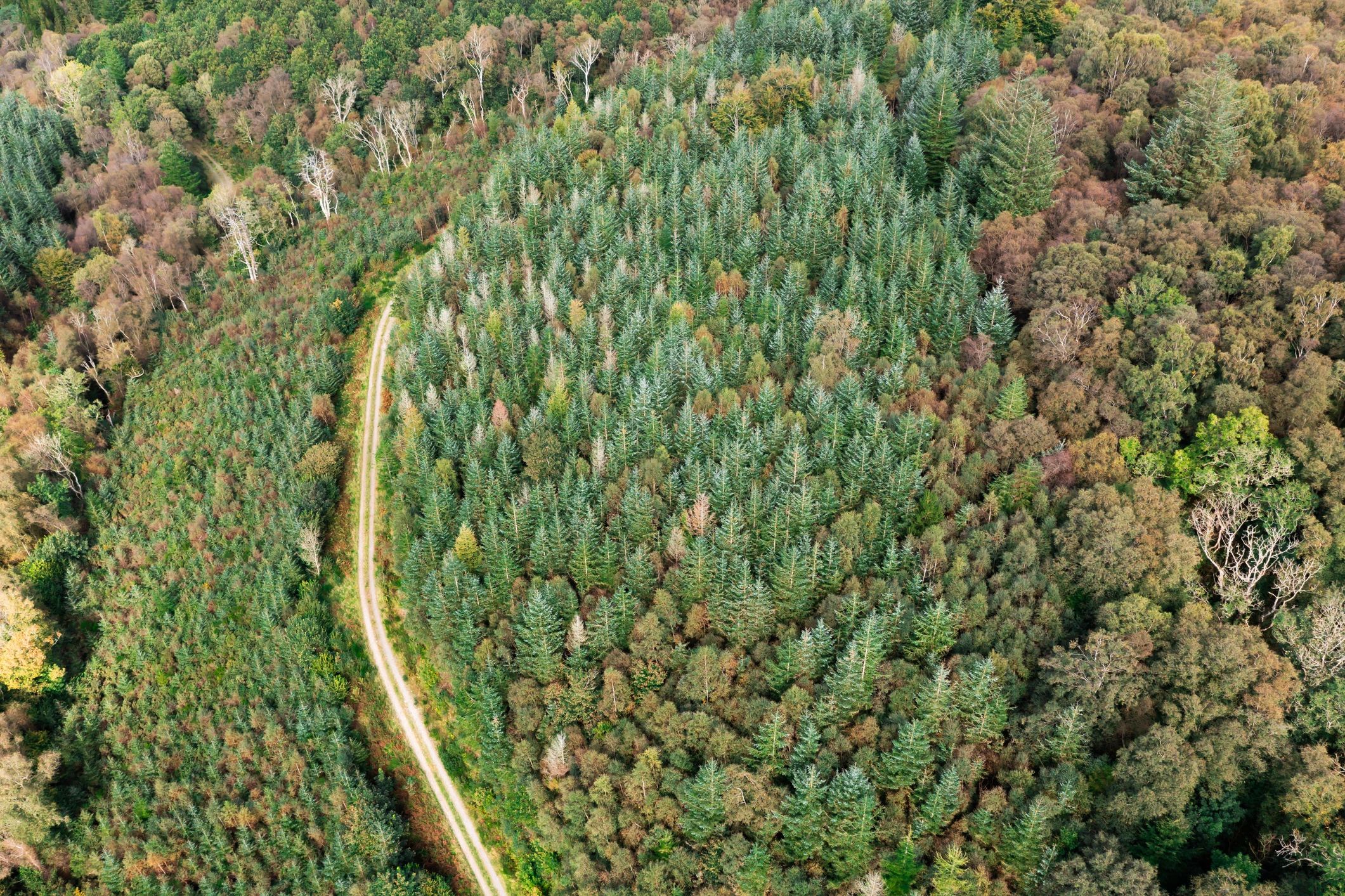 Drone view of forest in rural Scotland
