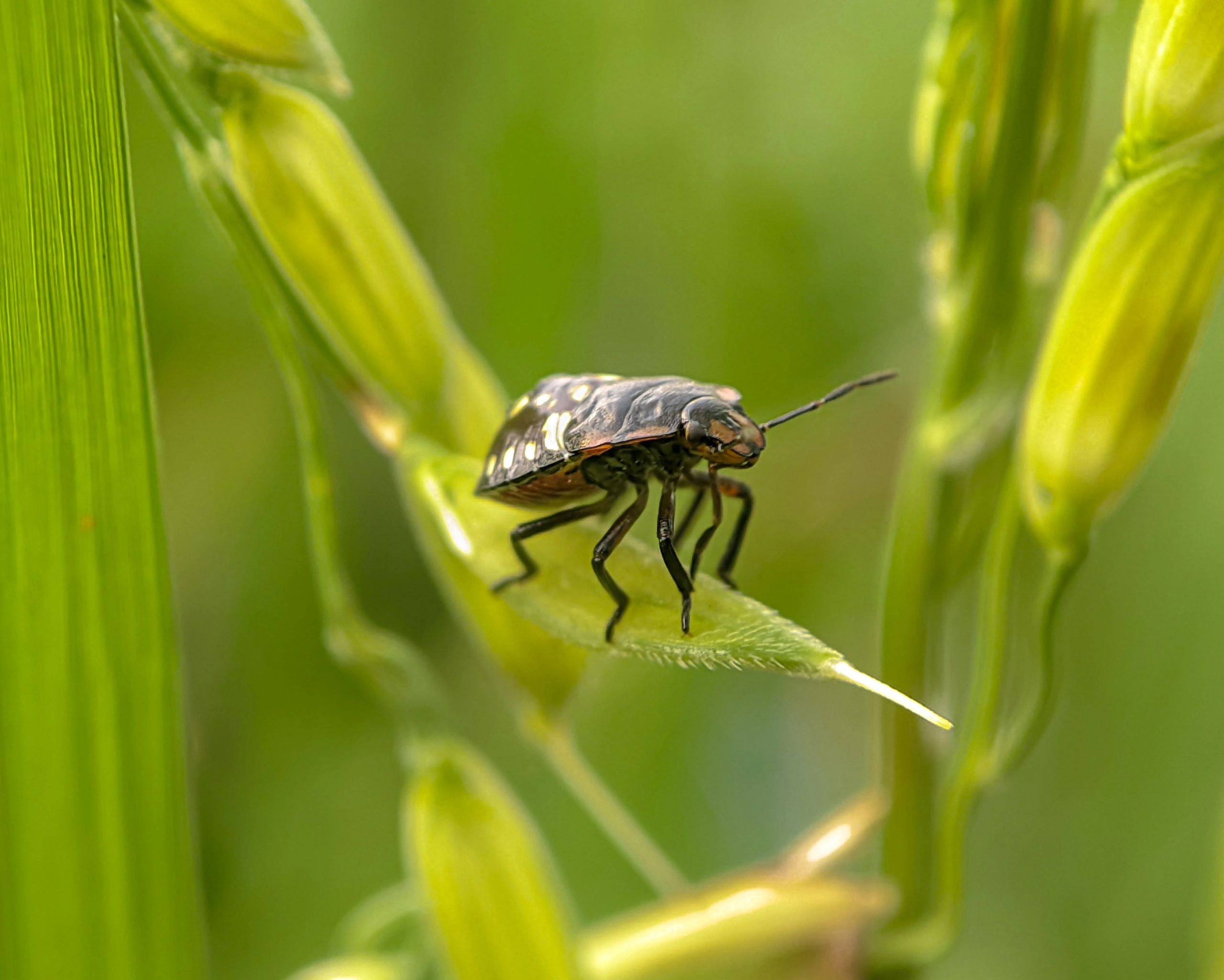 Close-up of green stink bug nymphs on rice plants