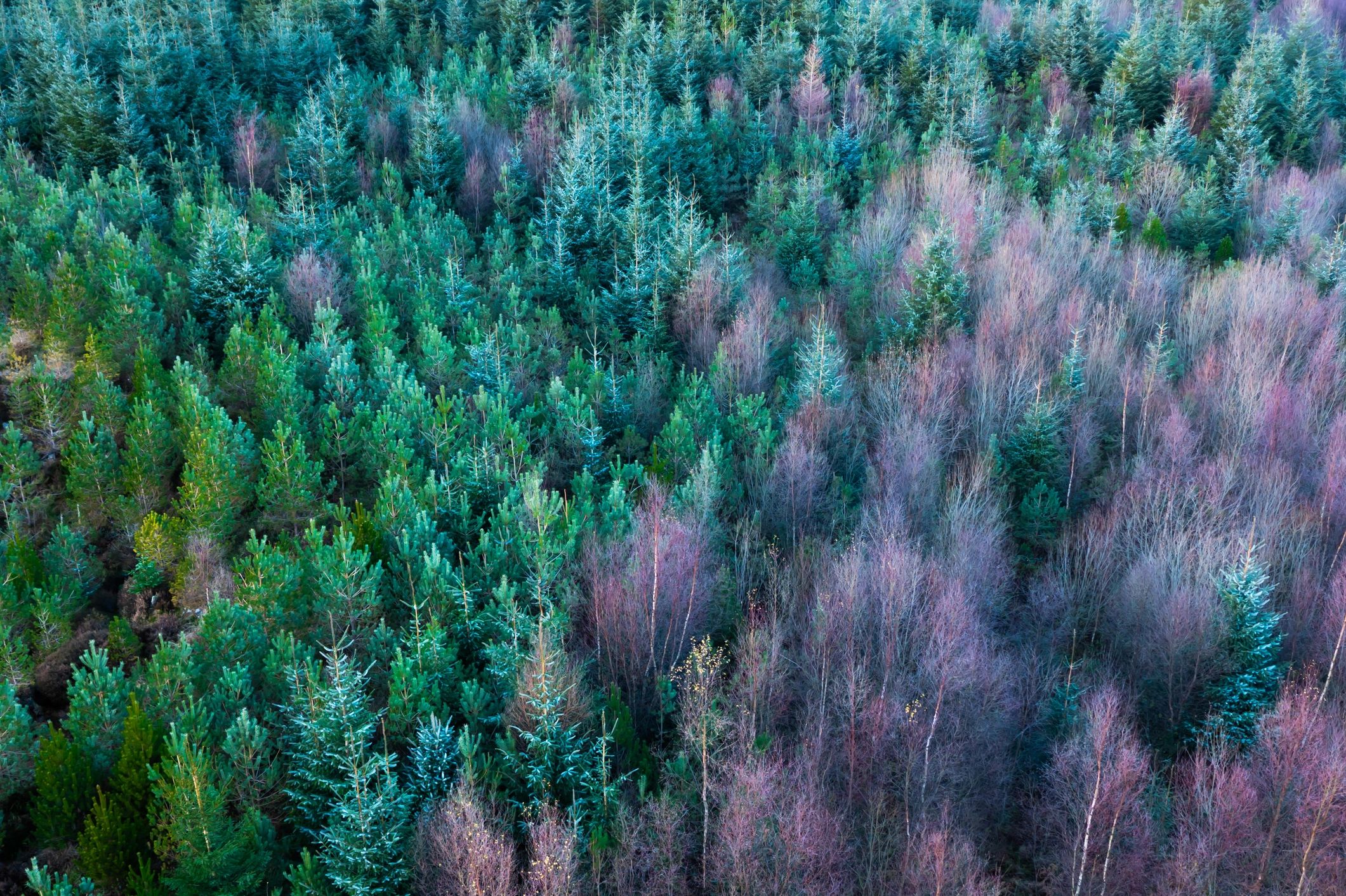 Forest landscape representing biodiversity conservation