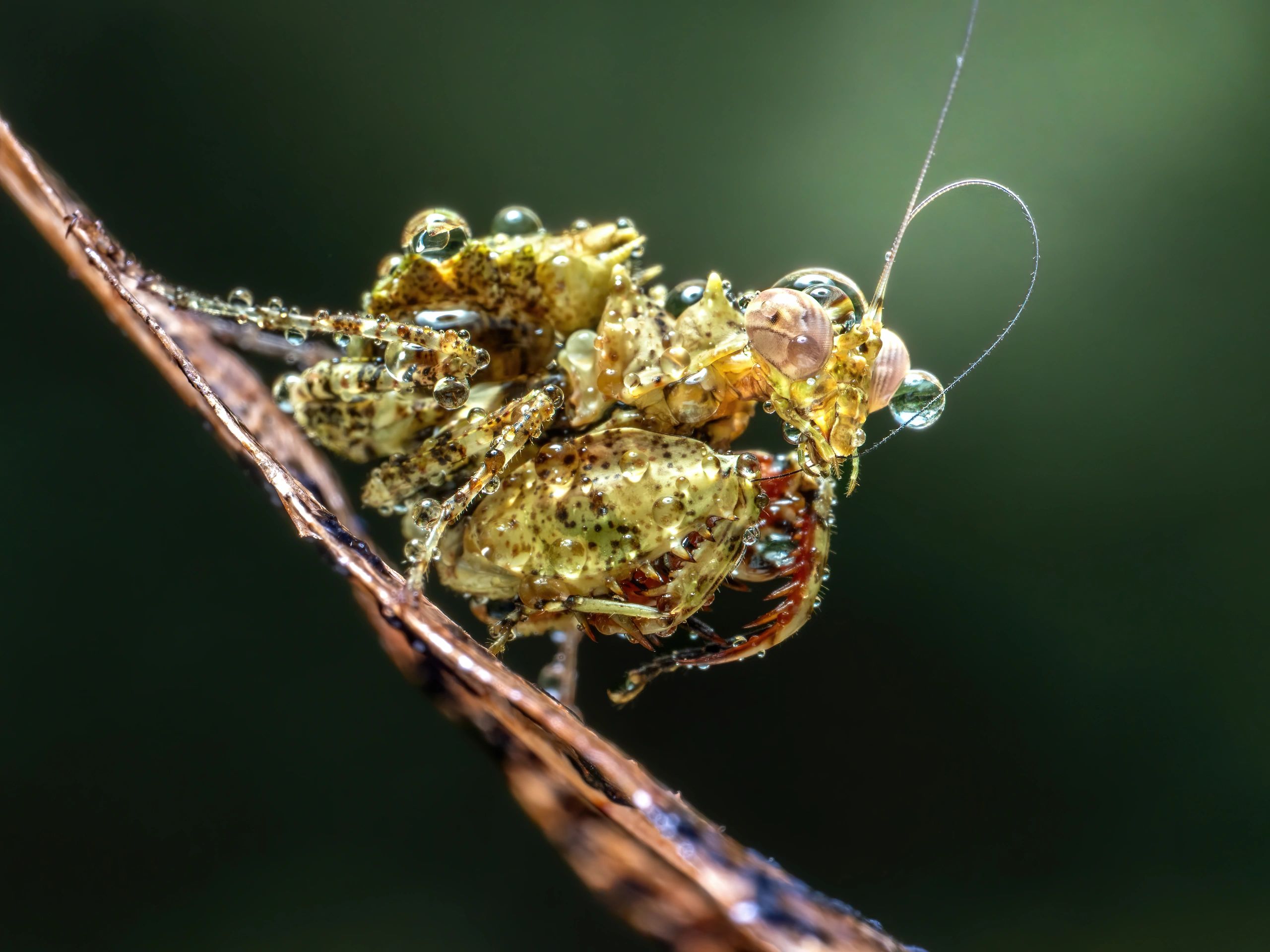 Macro photograph of a spiny boxer mantis