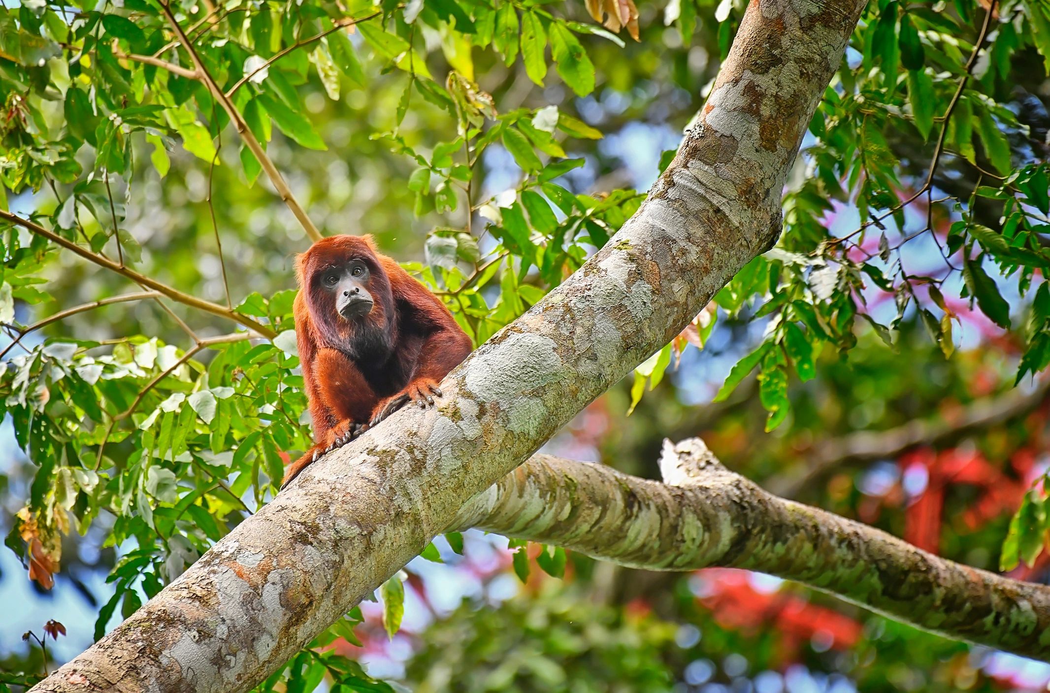 Wildlife image symbolizing biodiversity and conservation research