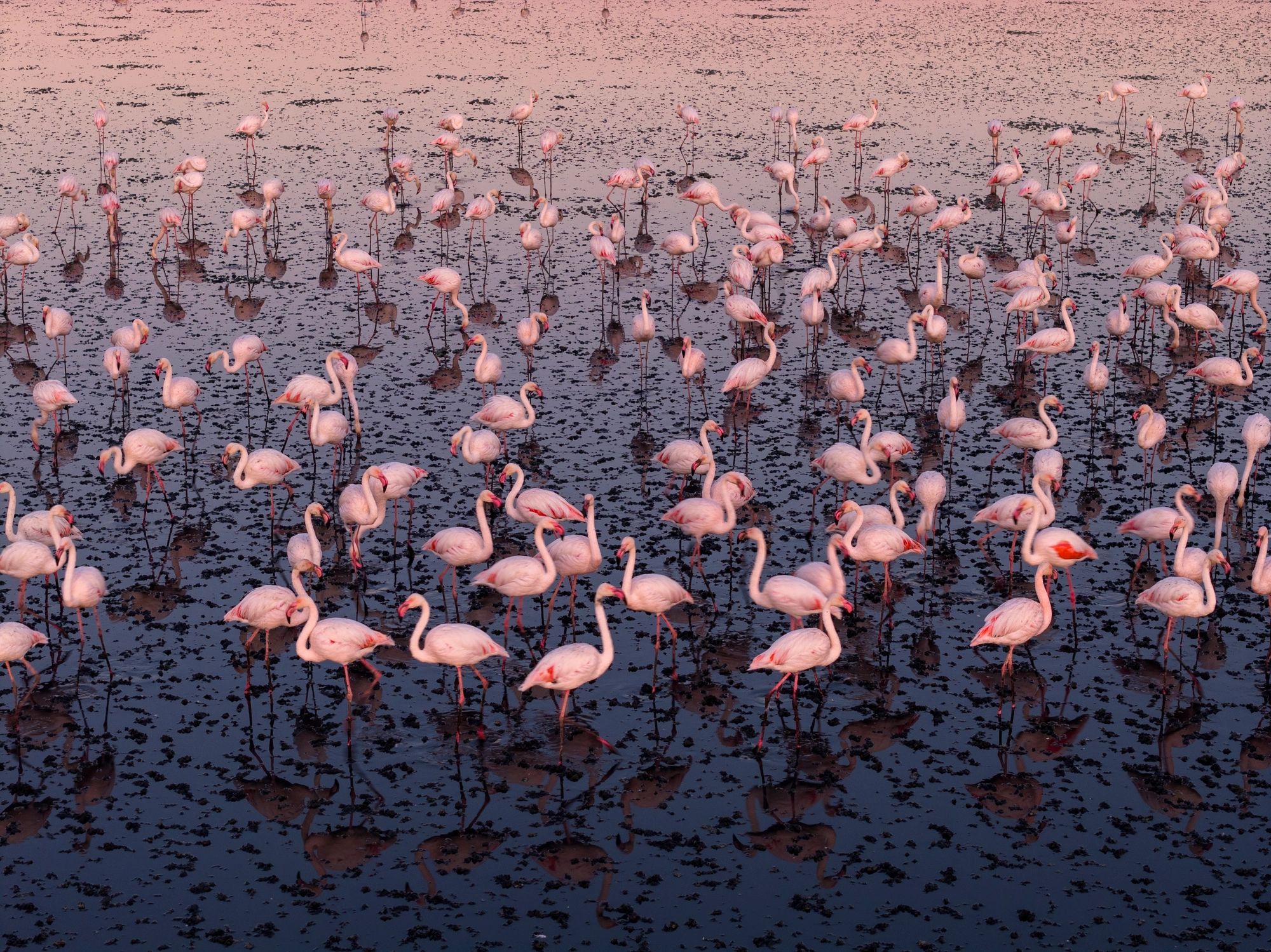Flamingos feeding and resting over a lake at sunrise