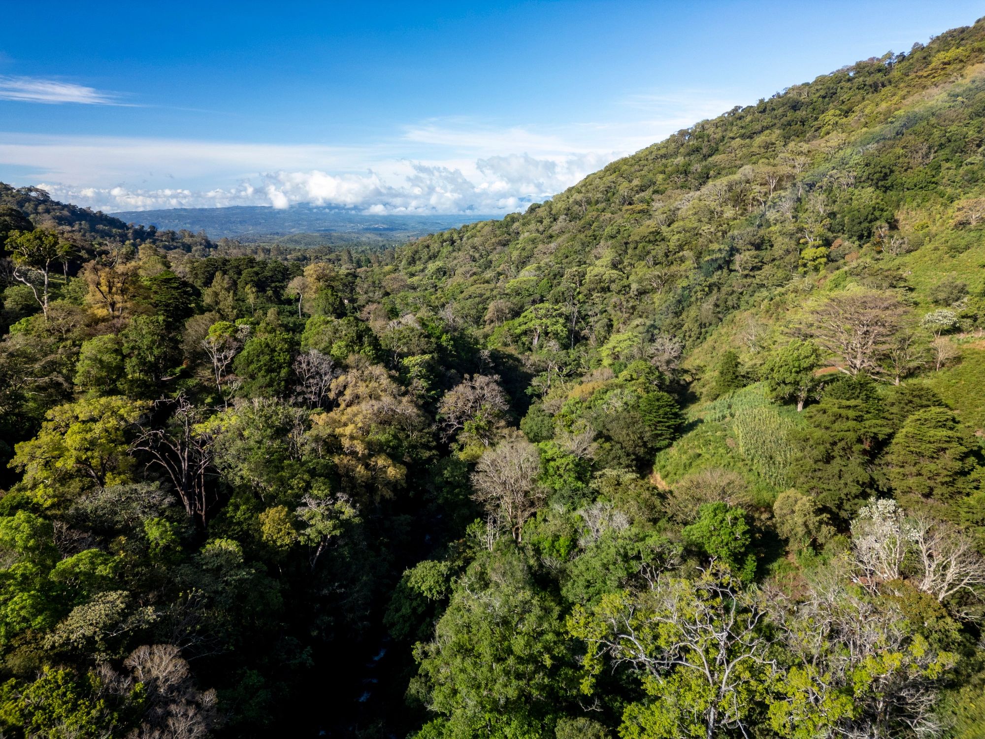 Lush tropical rainforest valley representing conservation significance of species discovery