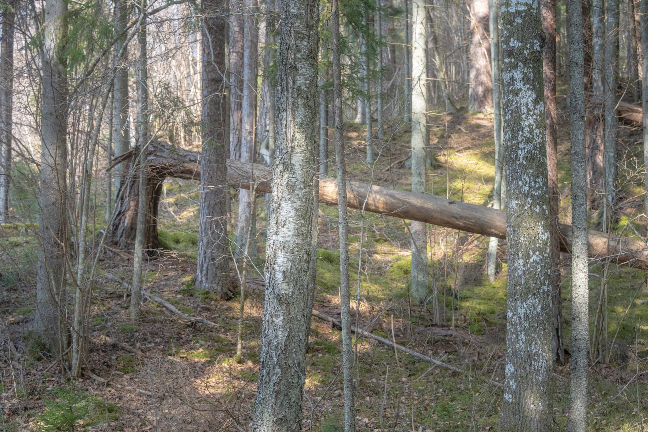 Dense forest with fallen tree illustrating complex natural habitat and ecosystem dynamics