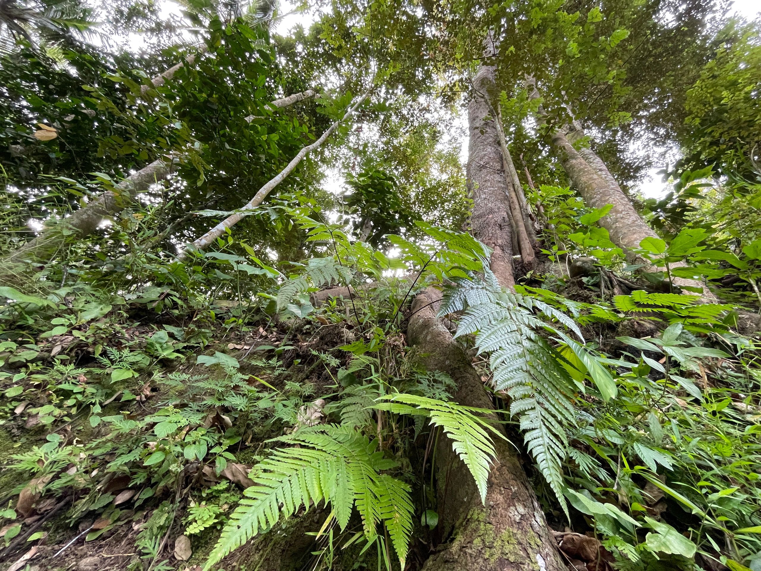 Tropical rainforest floor with green ferns and towering trees