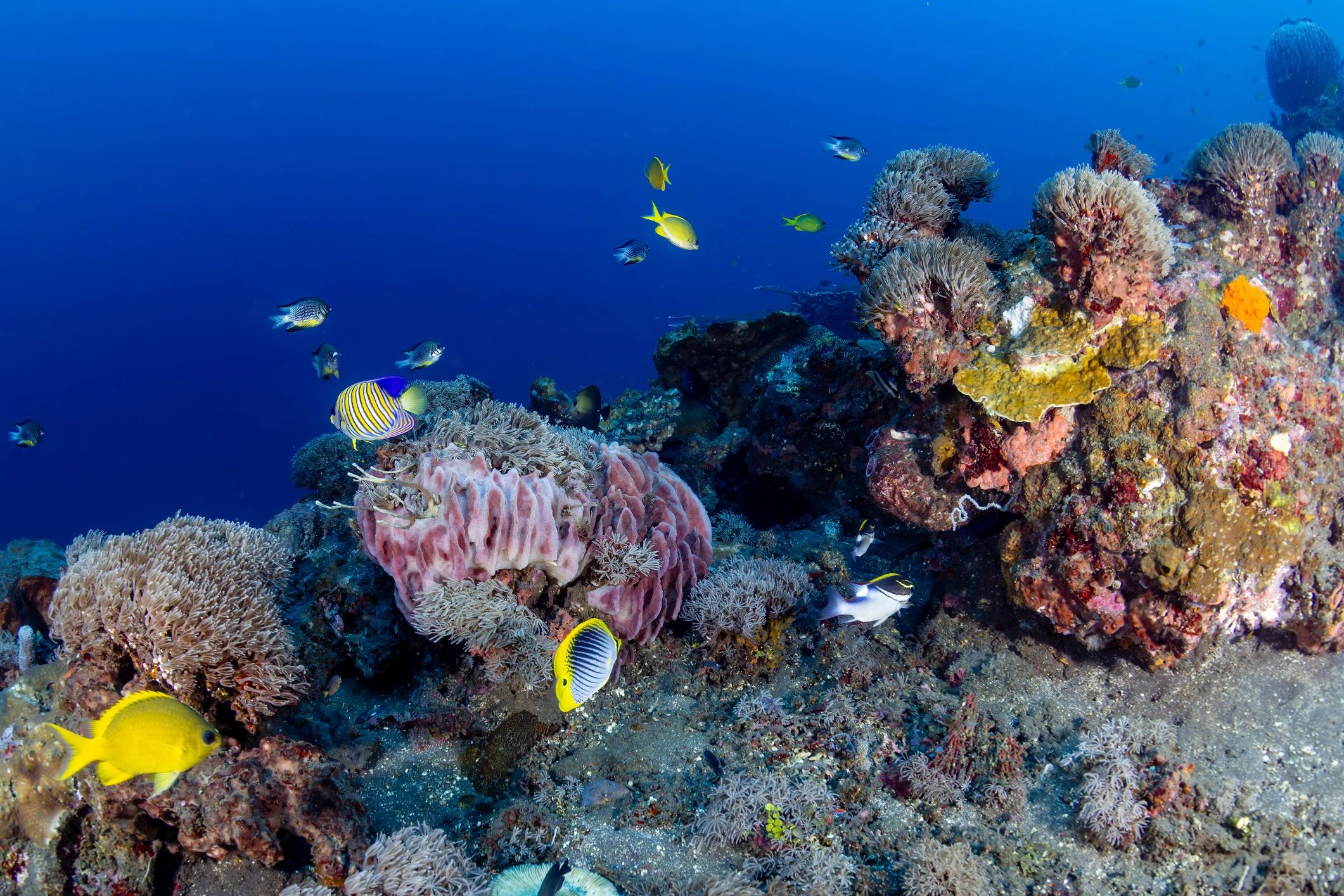 Colorful marine life on a healthy reef underwater