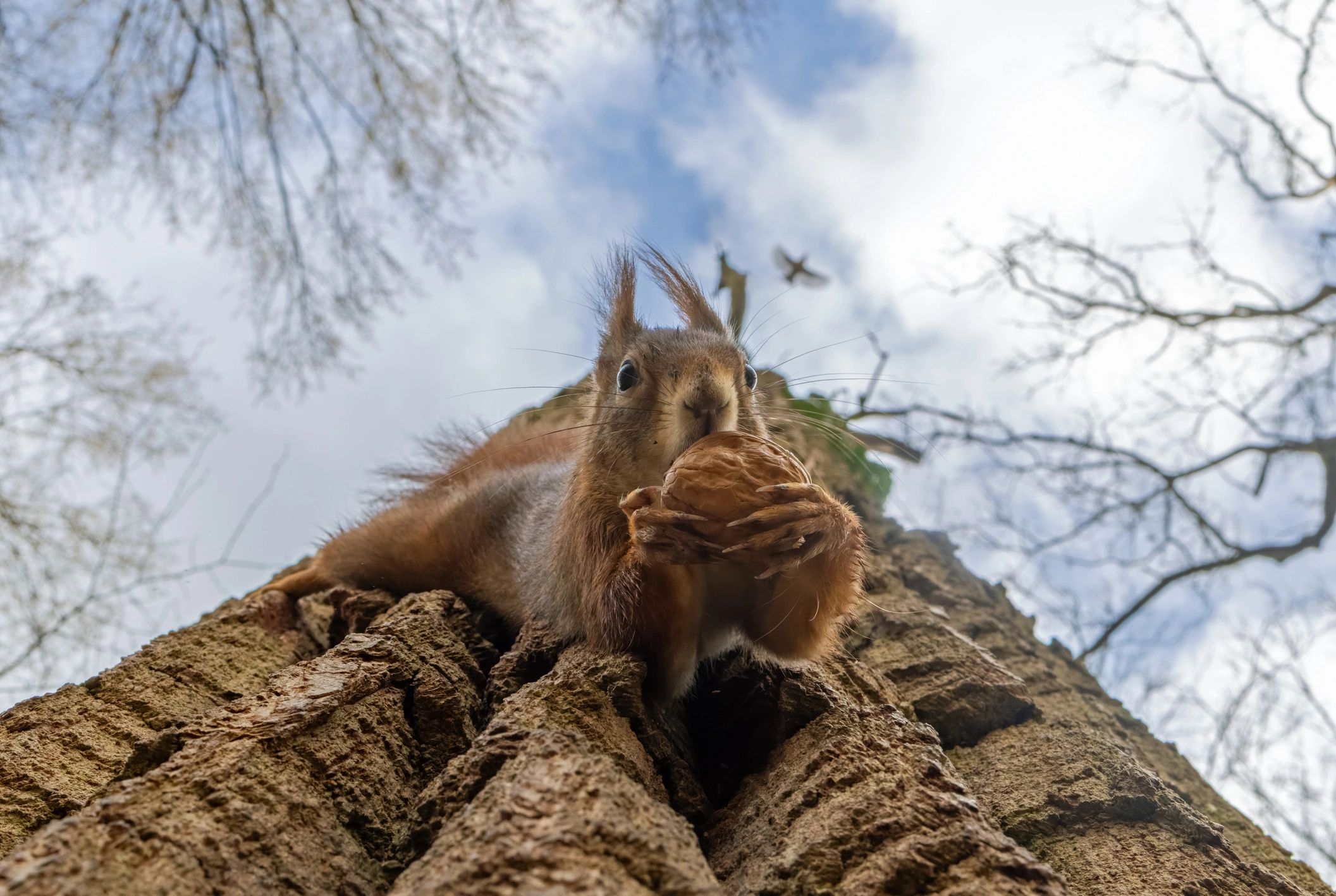 Wildlife close-up representing taxonomic observation and species identification
