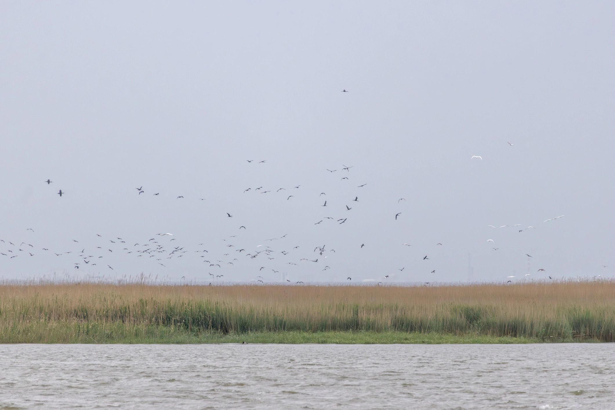 Birds flying over Tagus River wetland in Portugal