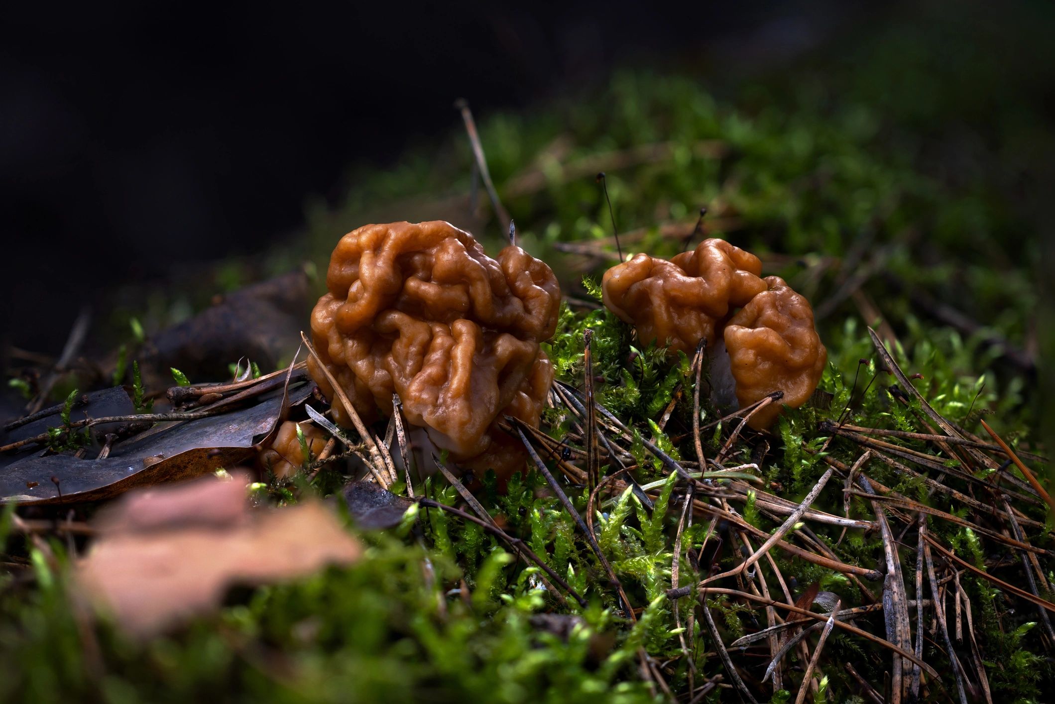 Forest floor fungi representing biodiversity documentation